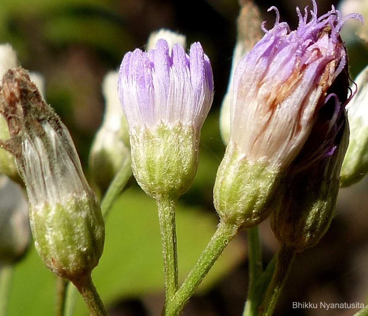 Cyanthillium hookerianum (Arn.) H.Rob.